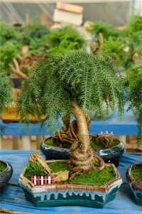 ​新买的澳洲杉怎么养