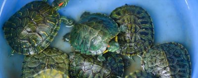 ​乌龟的象征意义是什么