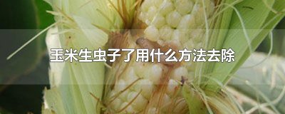 玉米生虫子了用什么方法去除