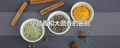 小茴香和大茴香的区别