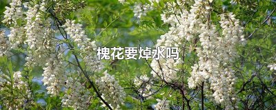 槐花要焯水吗
