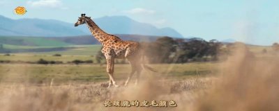 ​长颈鹿的习性