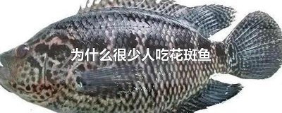 ​为什么很少人吃花斑鱼