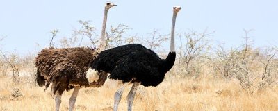 十大暴利养殖项目 养殖鸵鸟