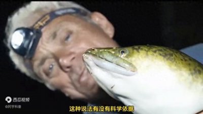 ​老人常说三斤以上的黄鳝不能吃，这是为何呢？有什么科学依...