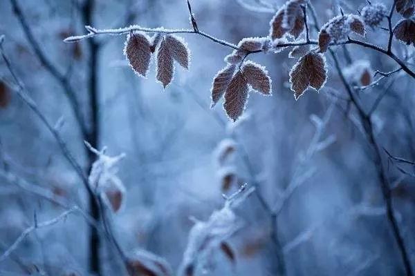 霜降要吃饺子吗 霜降吃饺子寓意 霜降要吃饺子吗 霜降吃饺子寓意