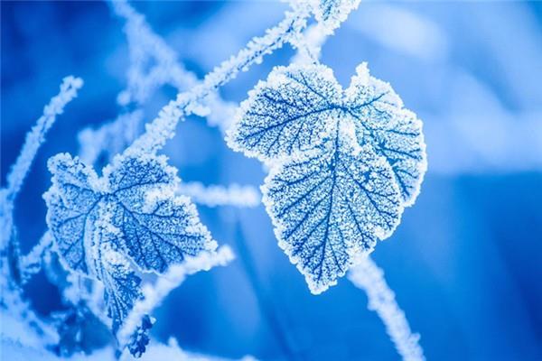 霜降要吃饺子吗 霜降吃饺子寓意 霜降要吃饺子吗 霜降吃饺子寓意