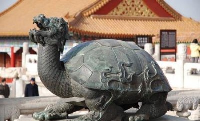 ​什么龟寿命长(乌龟是寿命最长的动物吗)