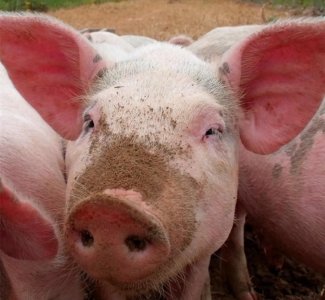 ​猪不爱吃食是什么原因造成的