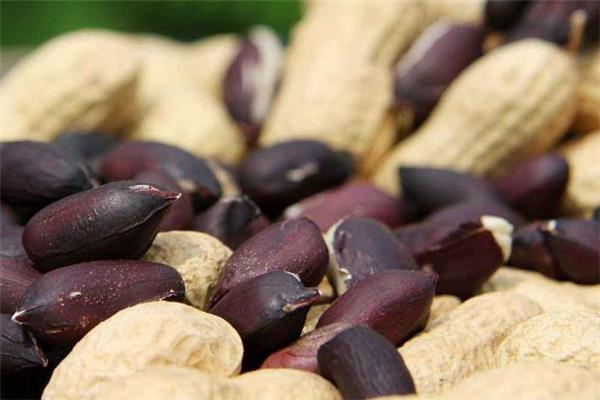 黑皮花生和红皮花生哪个好 黑皮花生怎么吃 黑皮花生和红皮花生哪个好 黑皮花生怎么吃