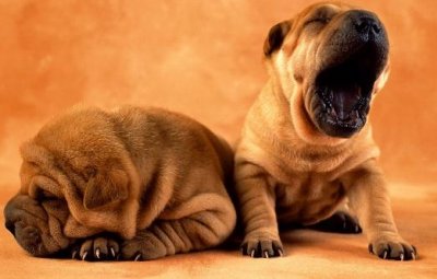 ​沙皮狗多少钱一只？沙皮犬怎样训练？