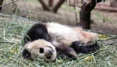 ​微博热搜“国宝YY回国”，YY再次成为娱乐圈的焦点人物