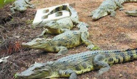 韩红真的和管彤结婚了吗?管彤已经结婚生子