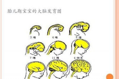 ​怀孕期间吃啥孩子聪明(几月份怀孕孩子最聪明)