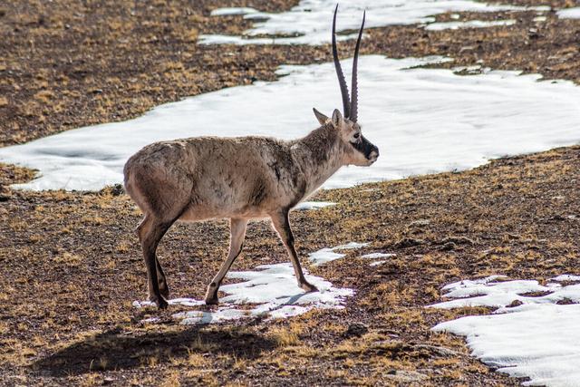 大羌塘无人区攻略图(带羌qiang字地方你可不能盲目的去哦)(3)
