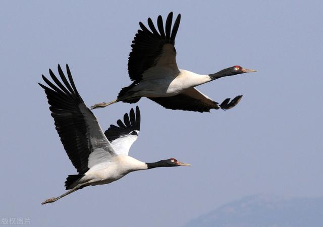 大羌塘无人区攻略图(带羌qiang字地方你可不能盲目的去哦)(2)