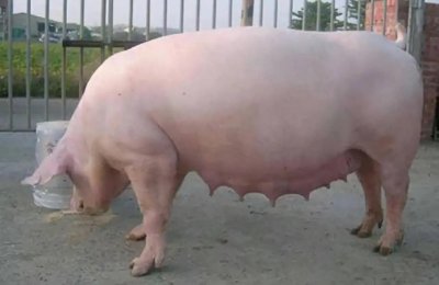 辨别母猪肉的主要方法