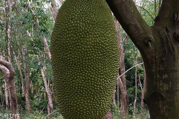 菠萝蜜为什么不甜 可能是没熟 菠萝蜜为什么不甜 可能是没熟