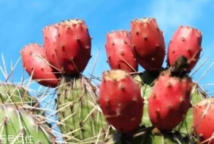 仙人掌果多少钱一斤 仙人掌果多少钱一斤
