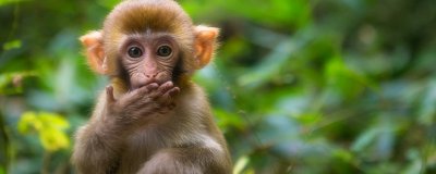 猴子是什么动物