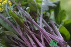 红菜苔叶子可以吃么?红菜苔叶子能吃吗?.png 红菜苔叶子可以吃么?红菜苔叶子能吃吗?.png