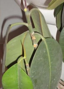 橡皮树掉叶子是怎么回事(橡皮树落叶的原因及补救方法)