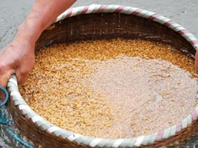 紫薇小苗怎么不发芽(紫薇种子发芽方法)(2)