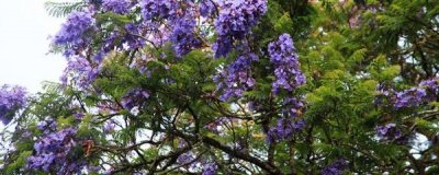 紫薇小苗怎么不发芽(紫薇种子发芽方法)