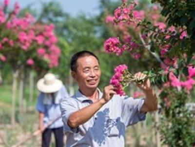 紫薇小苗怎么不发芽(紫薇种子发芽方法)(3)