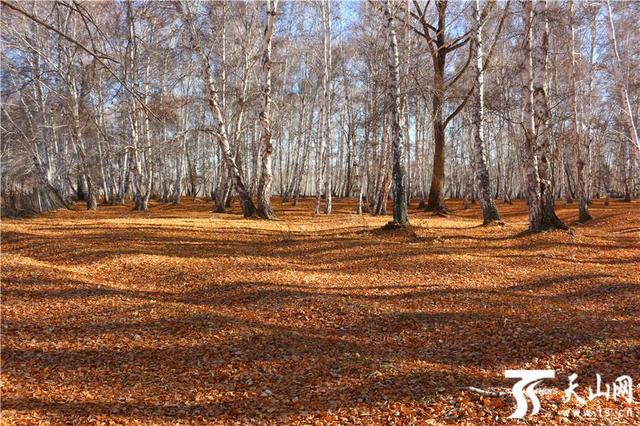 白桦林有什么好玩的地方（走进晚秋静谧的哈巴河白桦林）(8)