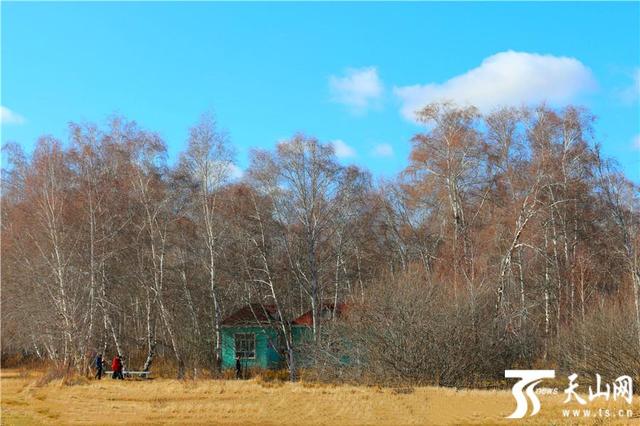 白桦林有什么好玩的地方（走进晚秋静谧的哈巴河白桦林）(2)