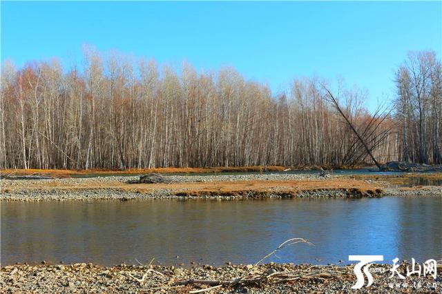 白桦林有什么好玩的地方（走进晚秋静谧的哈巴河白桦林）(4)