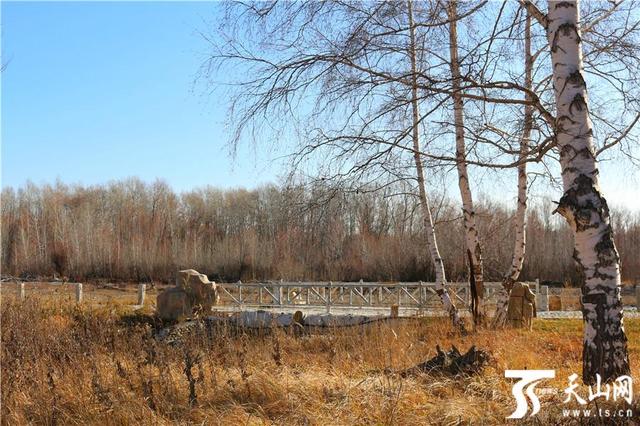 白桦林有什么好玩的地方（走进晚秋静谧的哈巴河白桦林）(3)