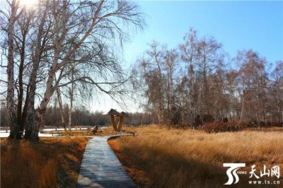 ​白桦林有什么好玩的地方（走进晚秋静谧的哈巴河白桦林）