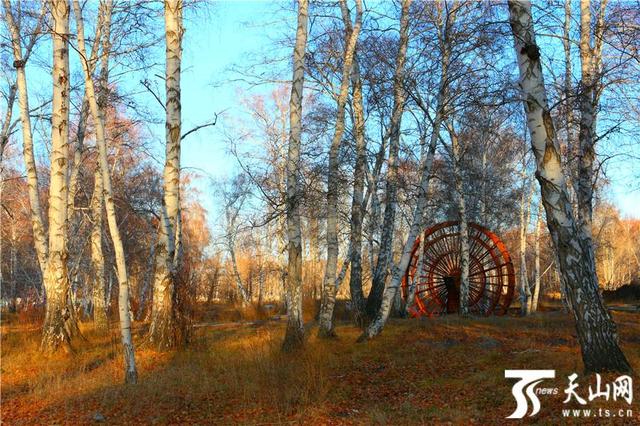 白桦林有什么好玩的地方（走进晚秋静谧的哈巴河白桦林）(7)