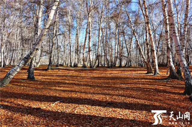 白桦林有什么好玩的地方（走进晚秋静谧的哈巴河白桦林）(9)