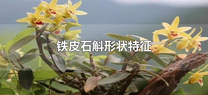 铁皮石斛形状特征