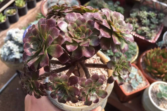 法师一碰就掉新叶子怎么回事(图2)