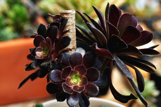 法师一碰就掉新叶子怎么回事(图4)