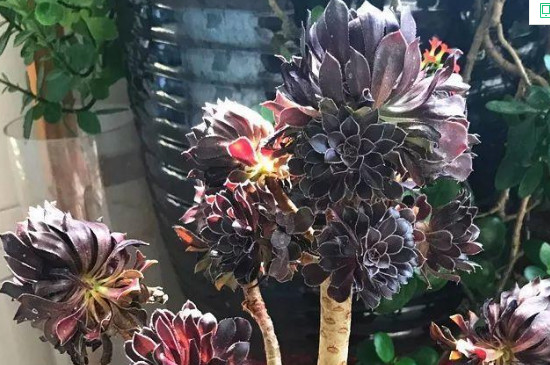 法师一碰就掉新叶子怎么回事(图3)