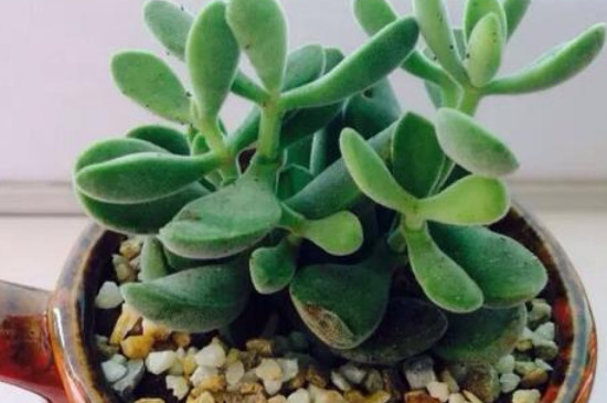 若歌诗怎么直往高长(图4)