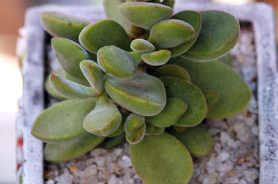 若歌诗怎么直往高长(图2)