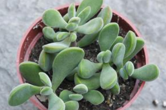 若歌诗怎么直往高长(图3)