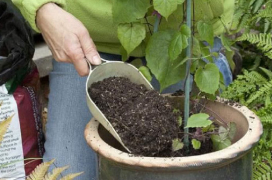 花盆里的土板结了有什么解决方法(图4)