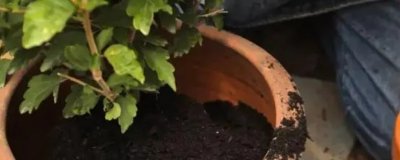 ​花盆里的土板结了有什么解决方法