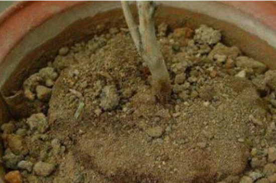 花盆里的土板结了有什么解决方法(图2)