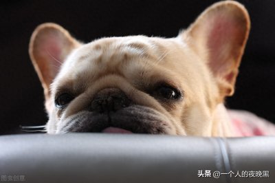 法斗犬你了解吗,想入手宠物犬的可以进来看看