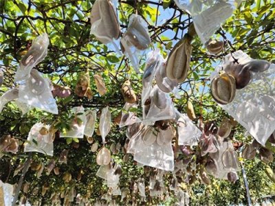 韶关始兴网红水果“八月炸”挂满藤,采摘正当时