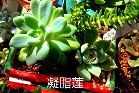 凝脂莲和劳尔体型不同 凝脂莲和劳尔体型不同