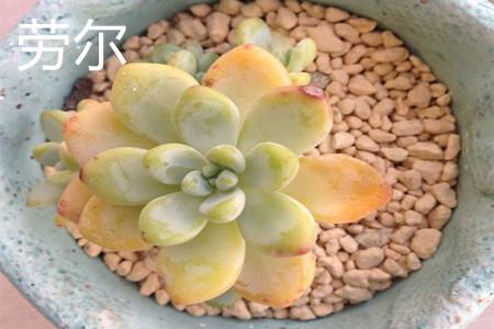 凝脂莲和劳尔气味不同 凝脂莲和劳尔气味不同